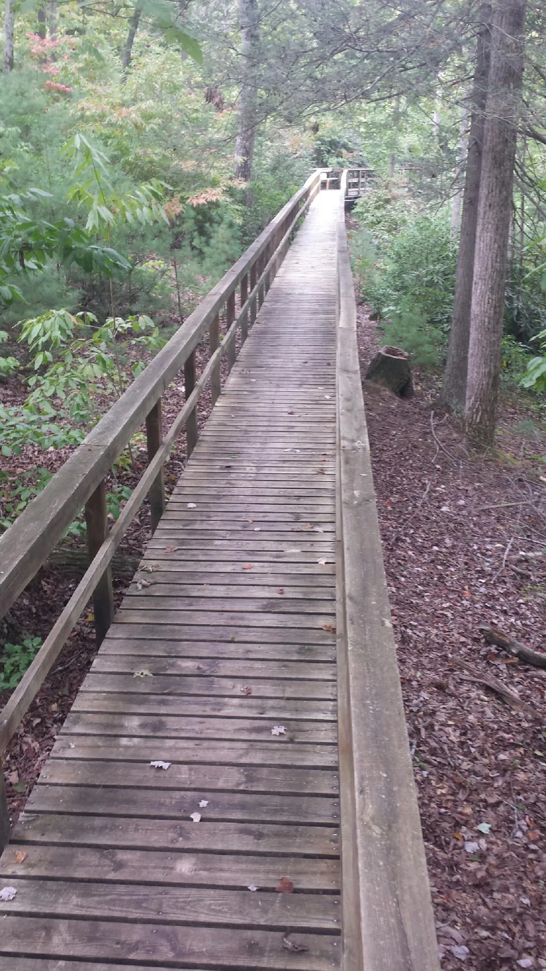 Long wood walkway with handrails built through the woods in Auburn